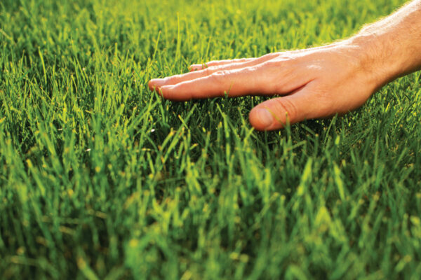 Lush Lawn Package